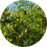 Senna Corymbosa