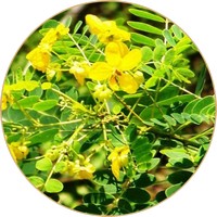 Senna Auriculata