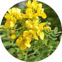 Senna Auriculata - Cassia Auriculata
