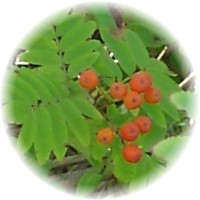 Sorbus Aucuparia