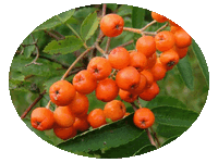 Sorbus Aucuparia