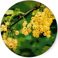 Sorbus Aucuparia