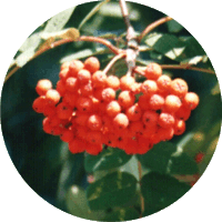 Serbal - Sorbus