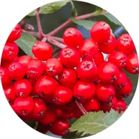 Serbal - Sorbus