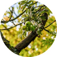 Serbal - Sorbus