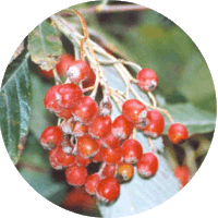 Sorbus Aria