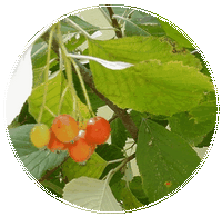 Sorbus Aria