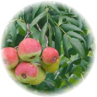 Sorbus Domestica