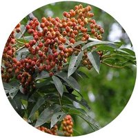 Sorbus Pohuashanensis