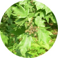 Sorbus Terminalis