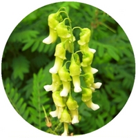 Sophora