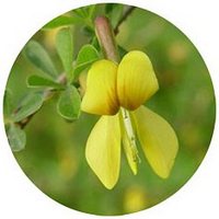 Sophora Cassioides