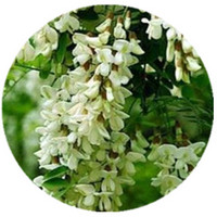 Sophora Flavescens