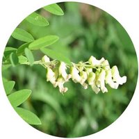 Sophora Flavescens