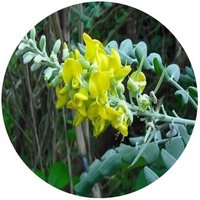 Sophora Flavescens