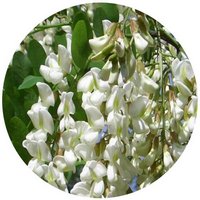 Styphnolobium Japonicum