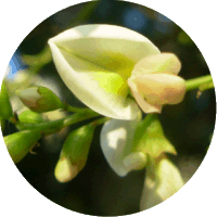 Sophora Japonica
