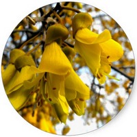 Sophora Microphylla