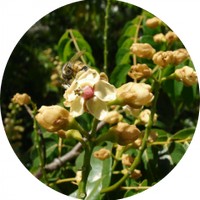 Stahlia Monosperma - Cobana Negra