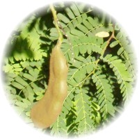 Tamarindus Indica