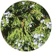 Juniperus Deppeana - Tascate