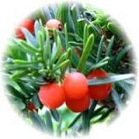 Taxus -Yew