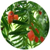 Tejo - Taxus Baccata