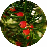 Tejo - Taxus Baccata