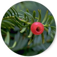 Tejo - Taxus Baccata