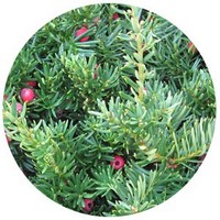 Tejo - Taxus Baccata