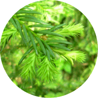 Tejo - Taxus Baccata