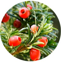 Tejo - Taxus Baccata