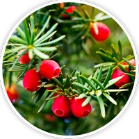 Tejo - Taxus Baccata