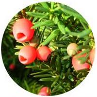 Tejo Chino: Taxus Chinensis