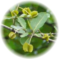 Terminalia Arjuna