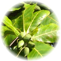 Indian Almond - Terminalia Catappa