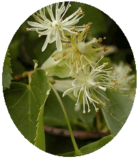 Tilia Cordata