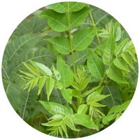 Toona Sinensis - Cedro de China