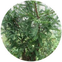 Torreya Grandis