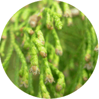 Thuja