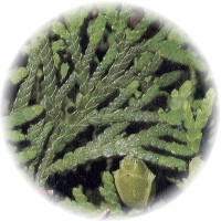 Thuja Occidentalis