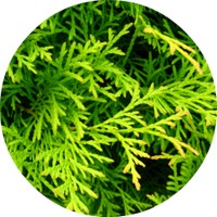 Thuja Occidentalis