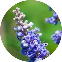 Vitex Agnus-Castus - Chaste Tree