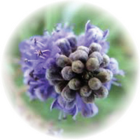 Vitex Agnus-Castus - Chaste Tree