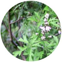 Vitex Negundo Heterophylla