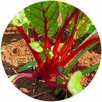 Acelga Suiza: Beta Vulgaris