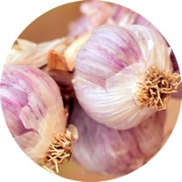 Ajo - Allium