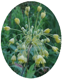 Allium Flavum