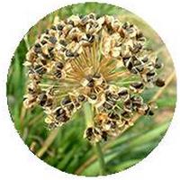 Ajo Chino: Allium Tuberosum