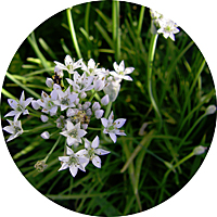 Ajo Chino - Allium Tuberosum